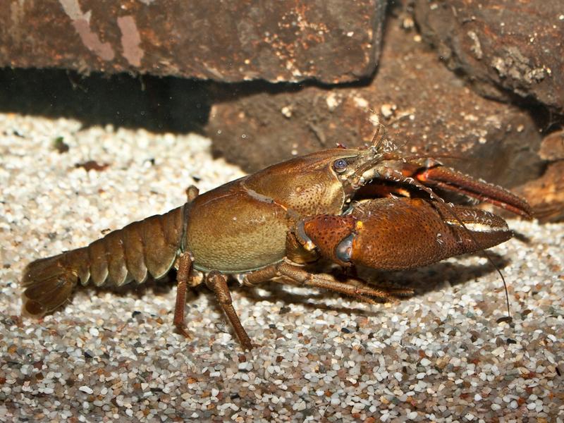 Kräfta