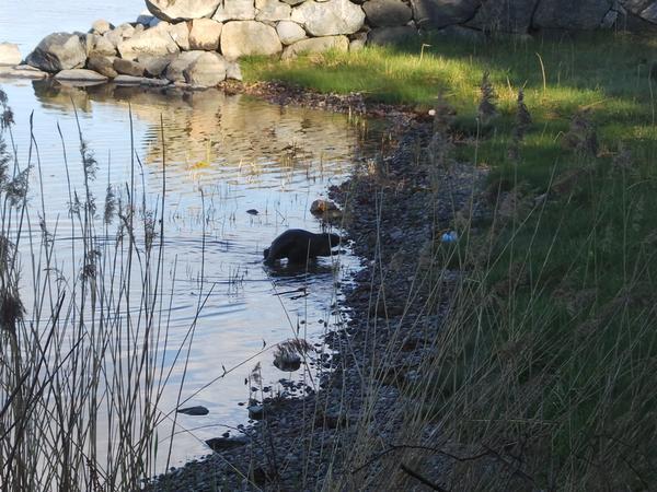 Vanligt med Bäver i Baggensfjärden