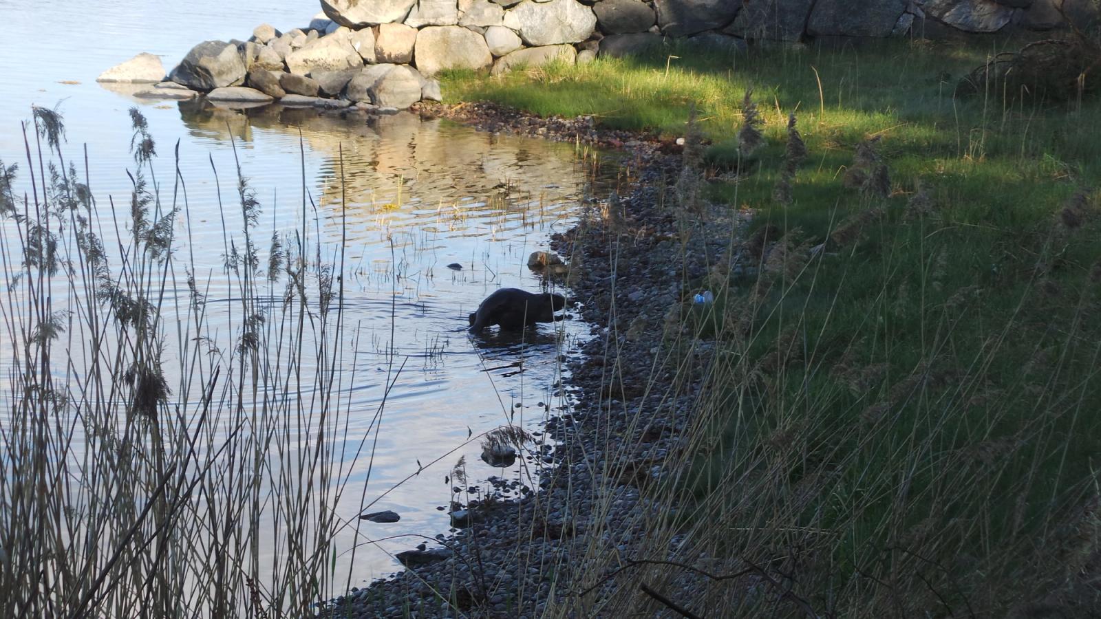 Vanligt med Bäver i Baggensfjärden