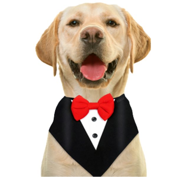 DOG TUXEDO BANDANA  thumbnail 1