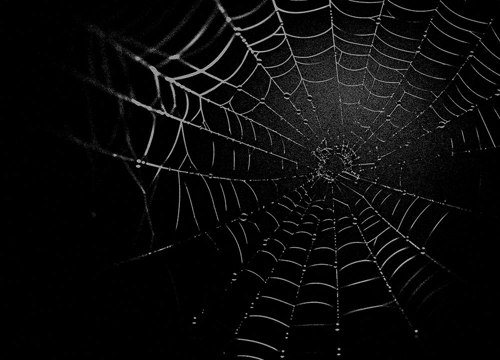 Spider Web