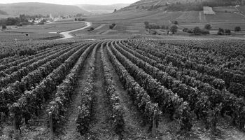 The Kingdom of Vineyards