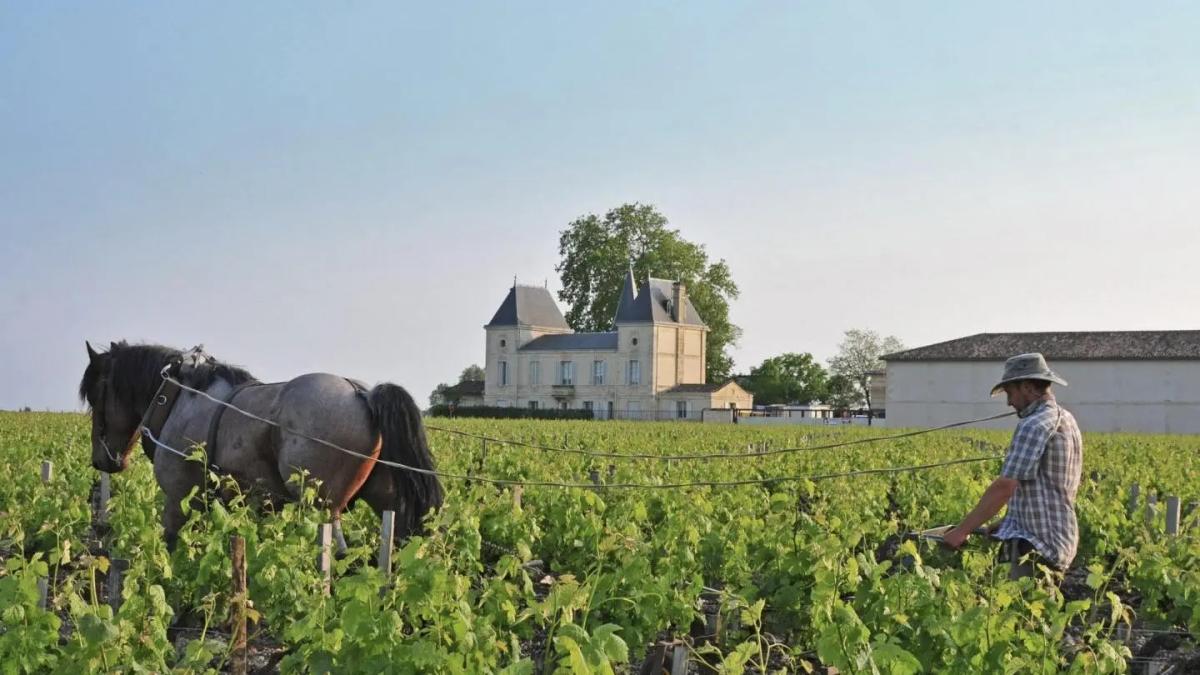Château Margaux: A Legacy Encased in Wood