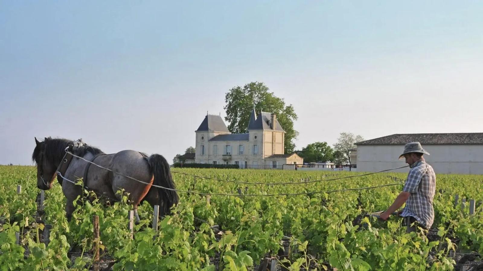 Château Margaux: A Legacy Encased in Wood