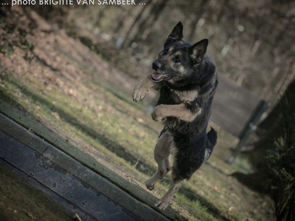 Oefendag ph2 en objectbewakingshond