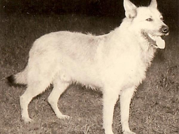 Fotos uit de oude doos
