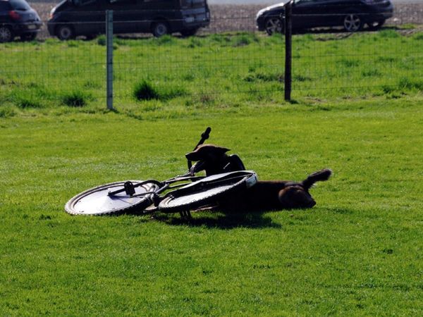 Oefendag ph2 en objectbewakingshond