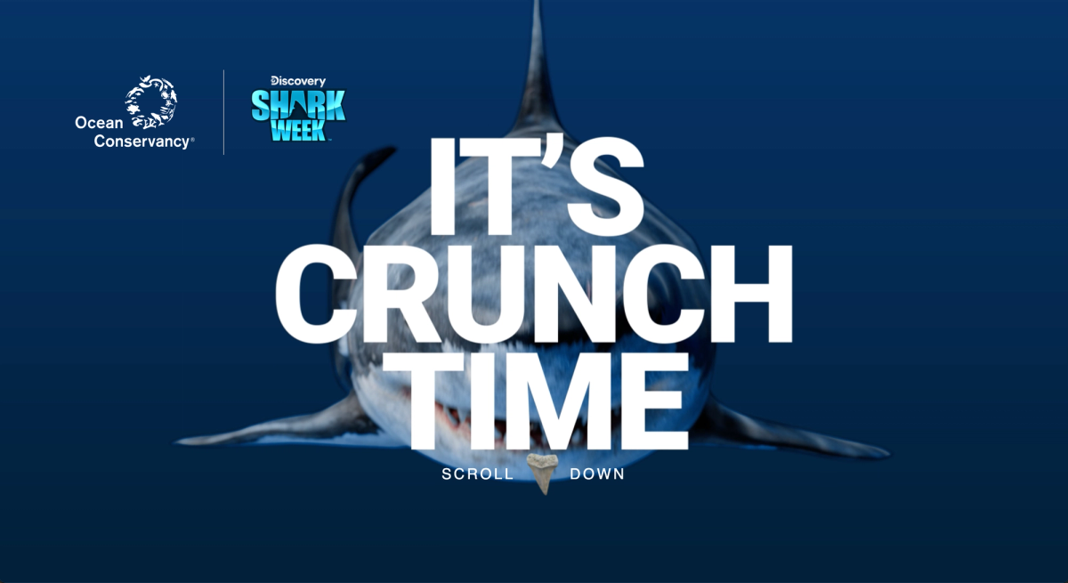 It's Crunch Time - Shark and text