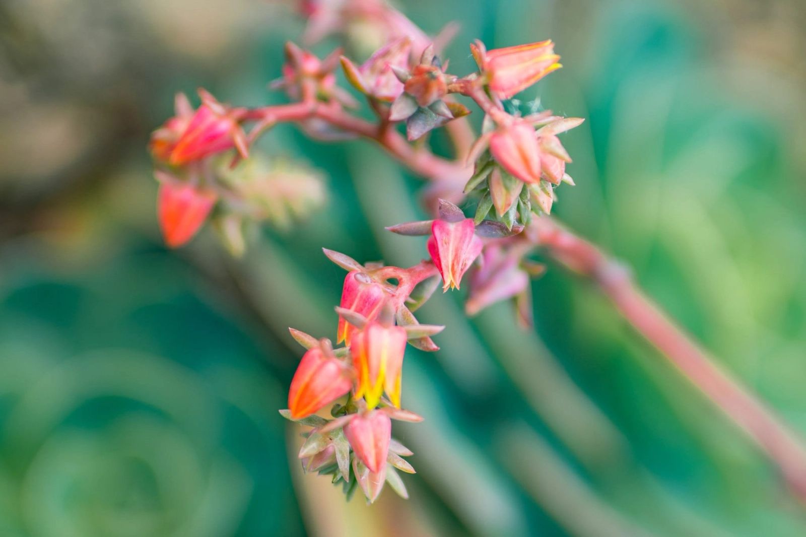 Pink Flowers Bloom
