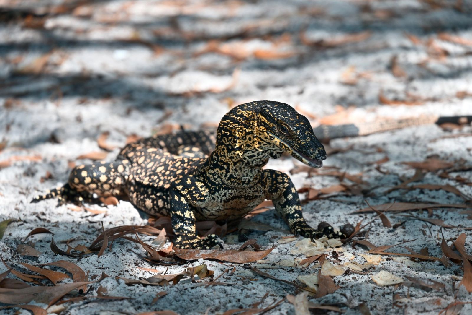 Lace Monitor Lizard 01