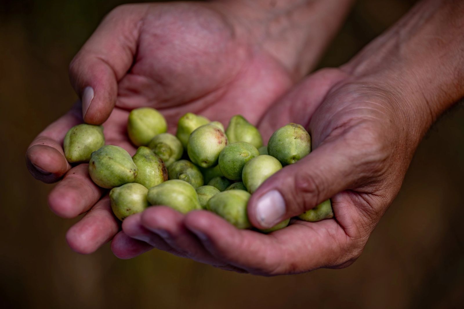 ANB Austrade 2025 024 Community Harvest