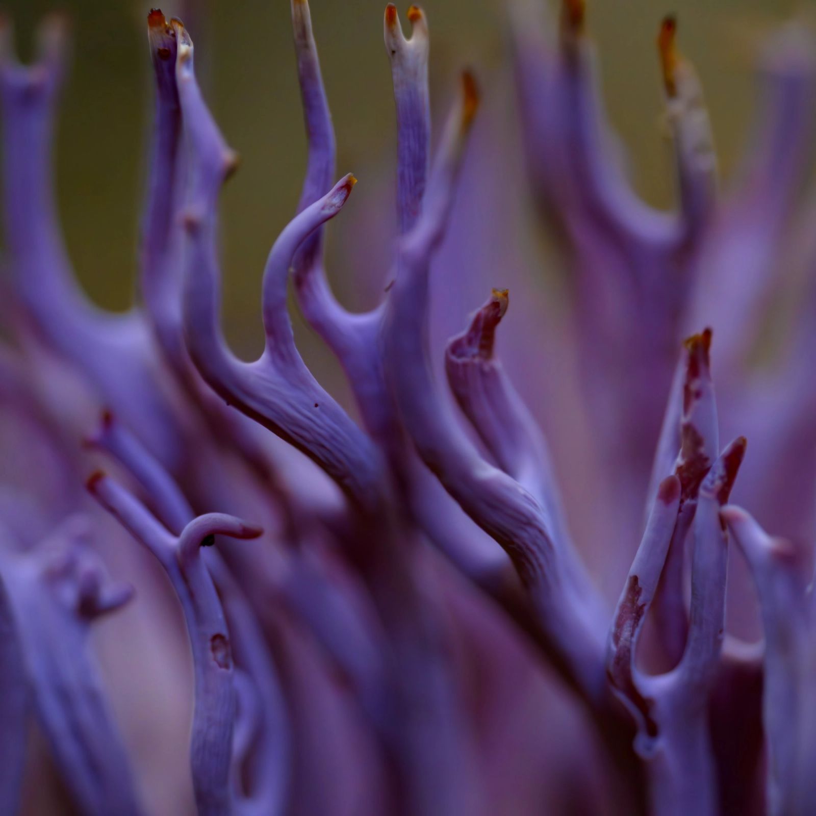 Sea Anemone Macro