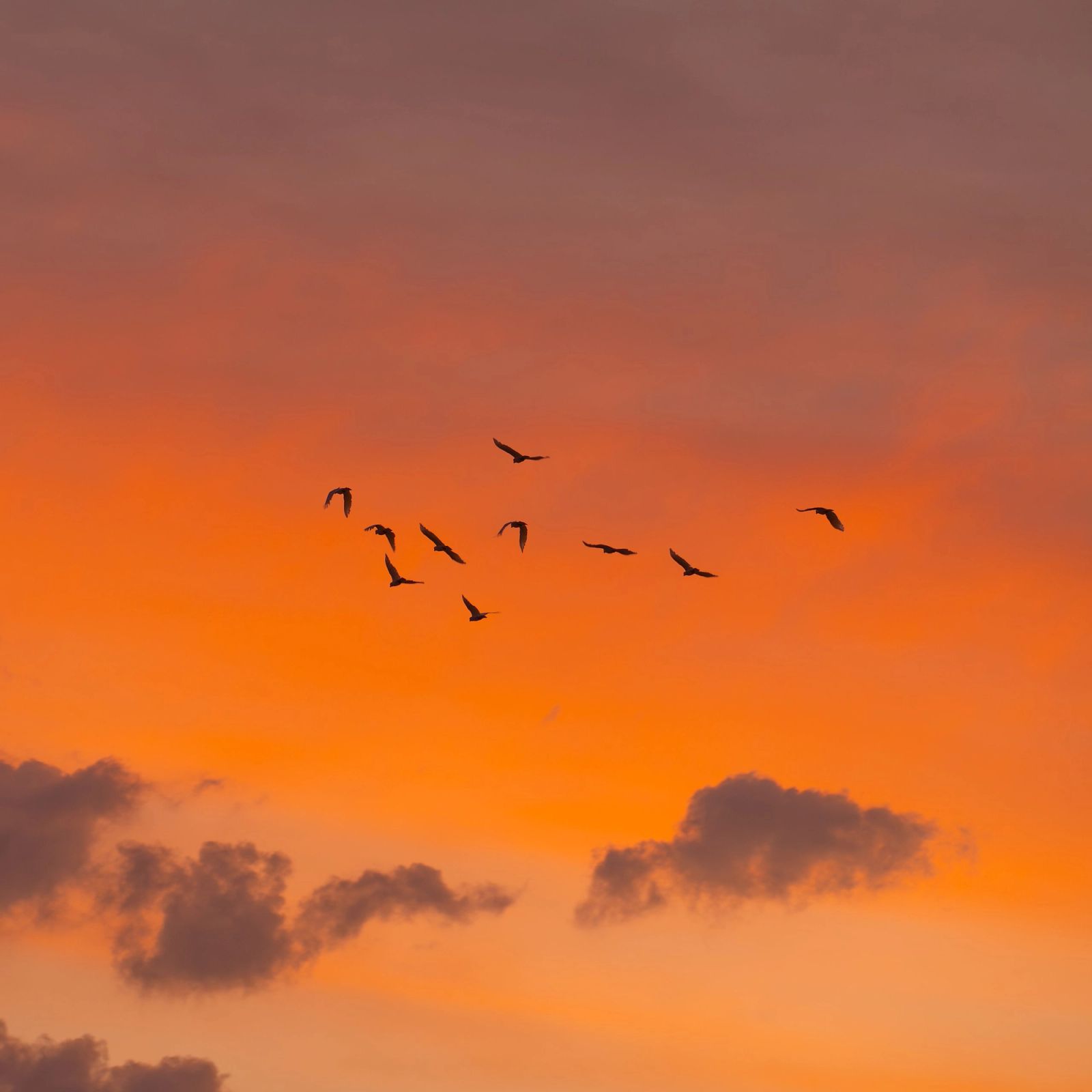 Birds Orange Sunset Sky