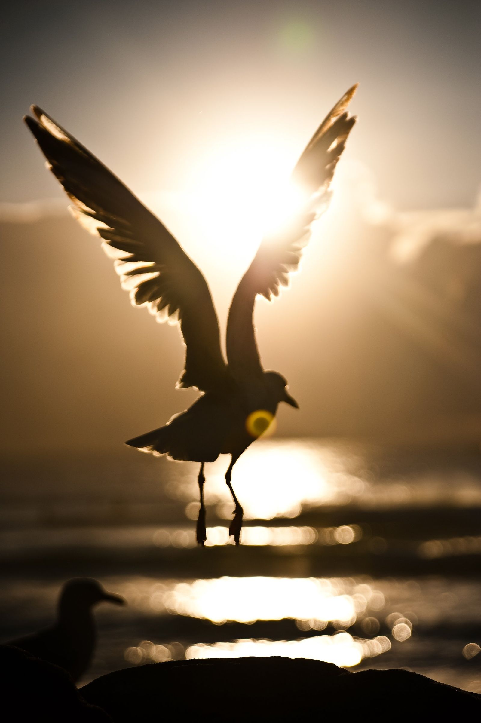 Cronulla Seagull Wings Backlit