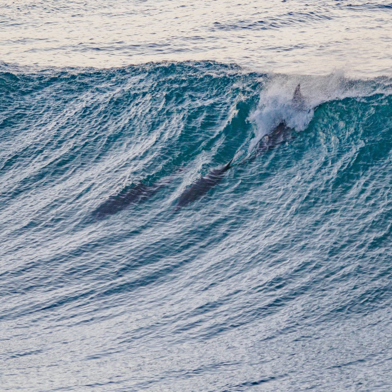 Dolphins in Teal Wave