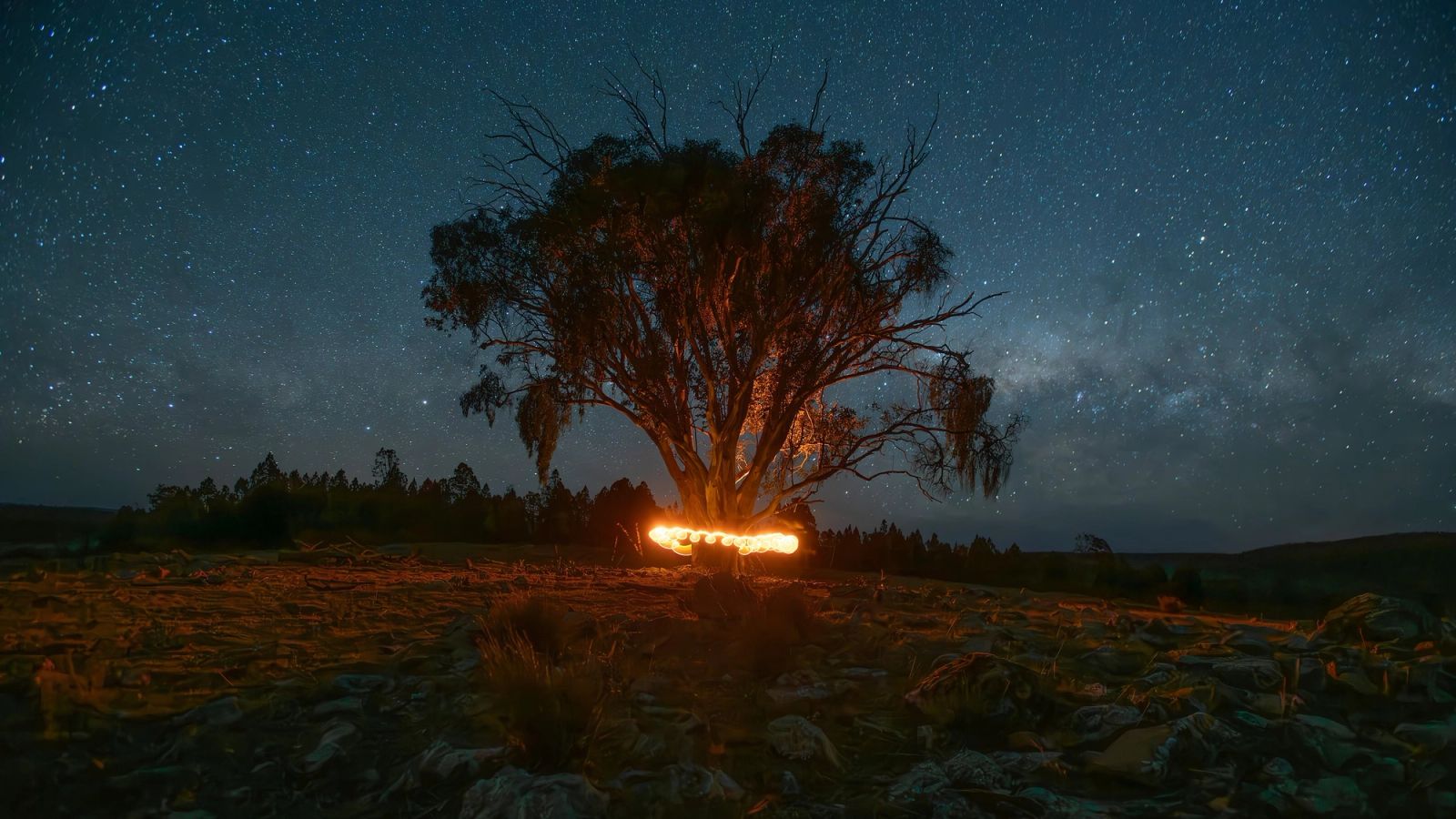Night Lone Tree Campfire Stars