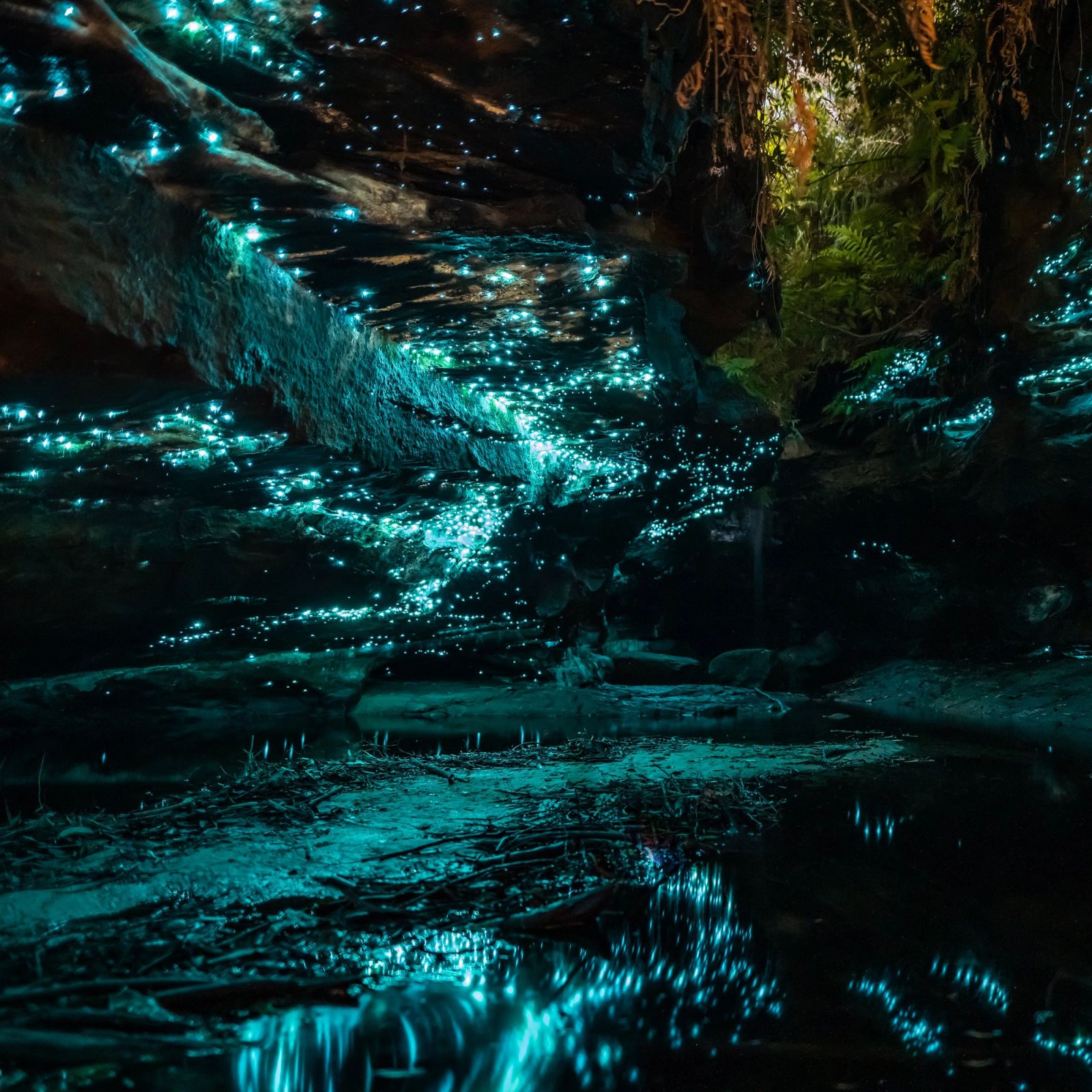 Glow Worm Cave 01