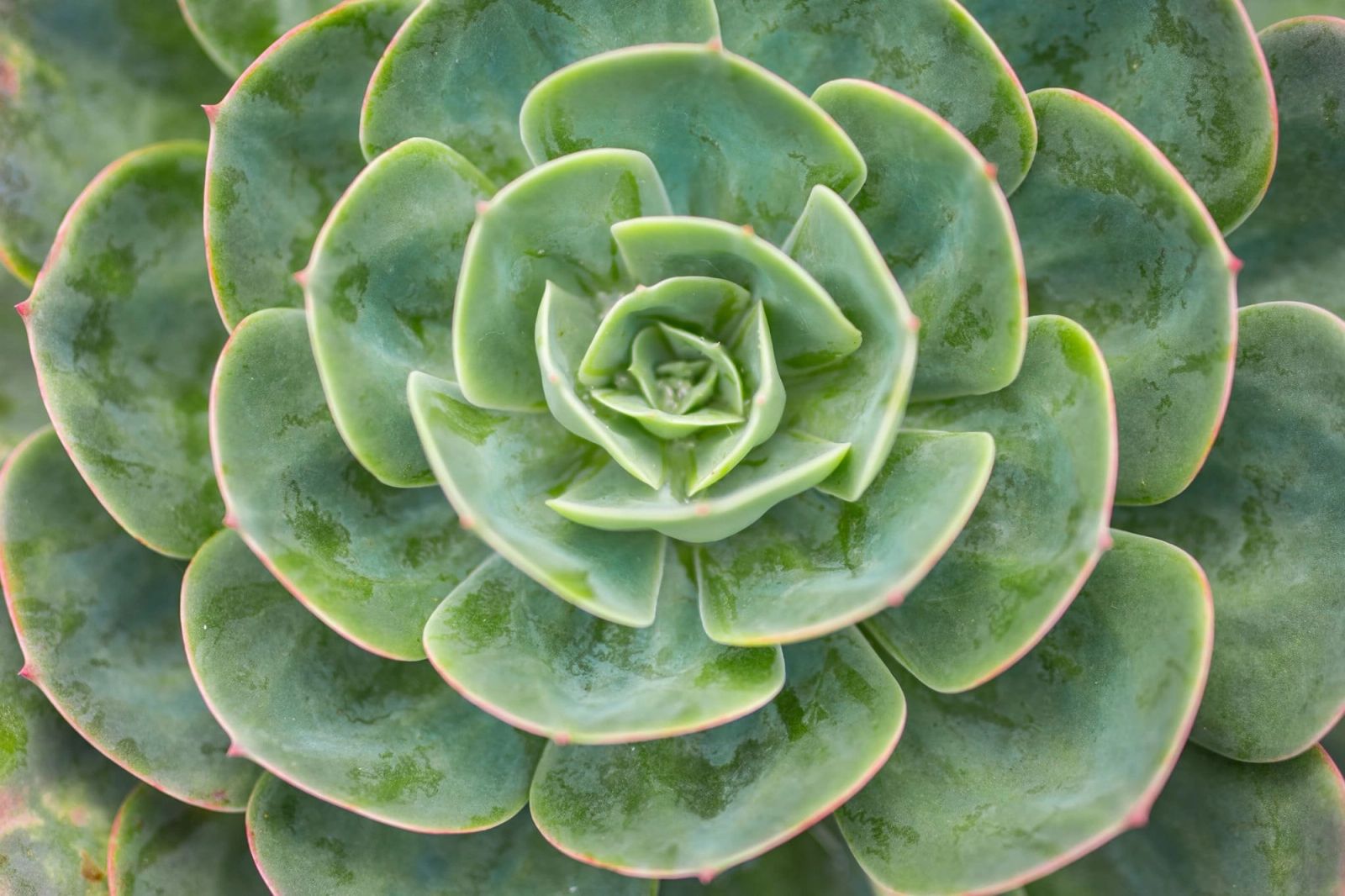 Succulent Rosette Macro