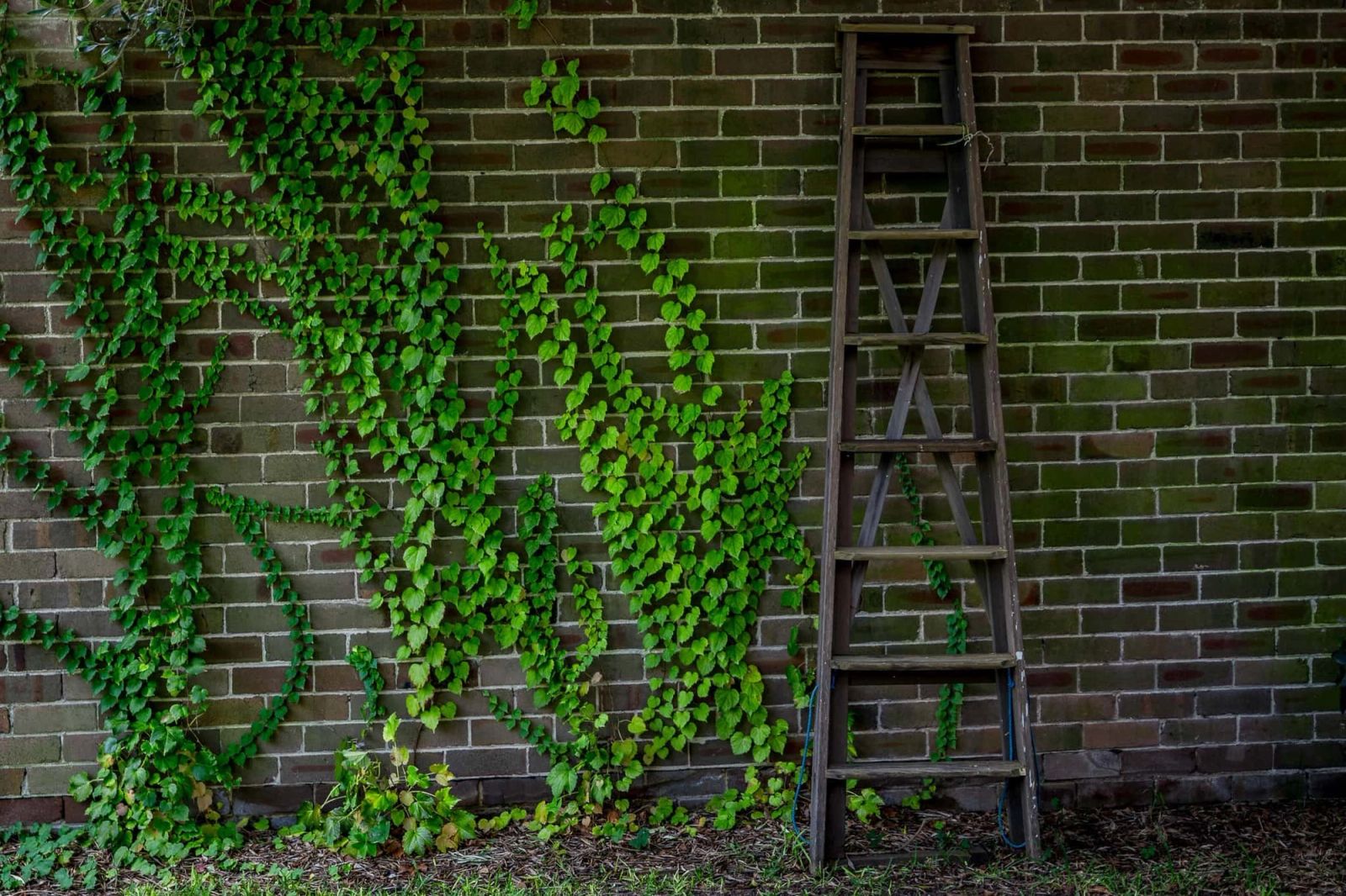 Green Ivy Wall Nature