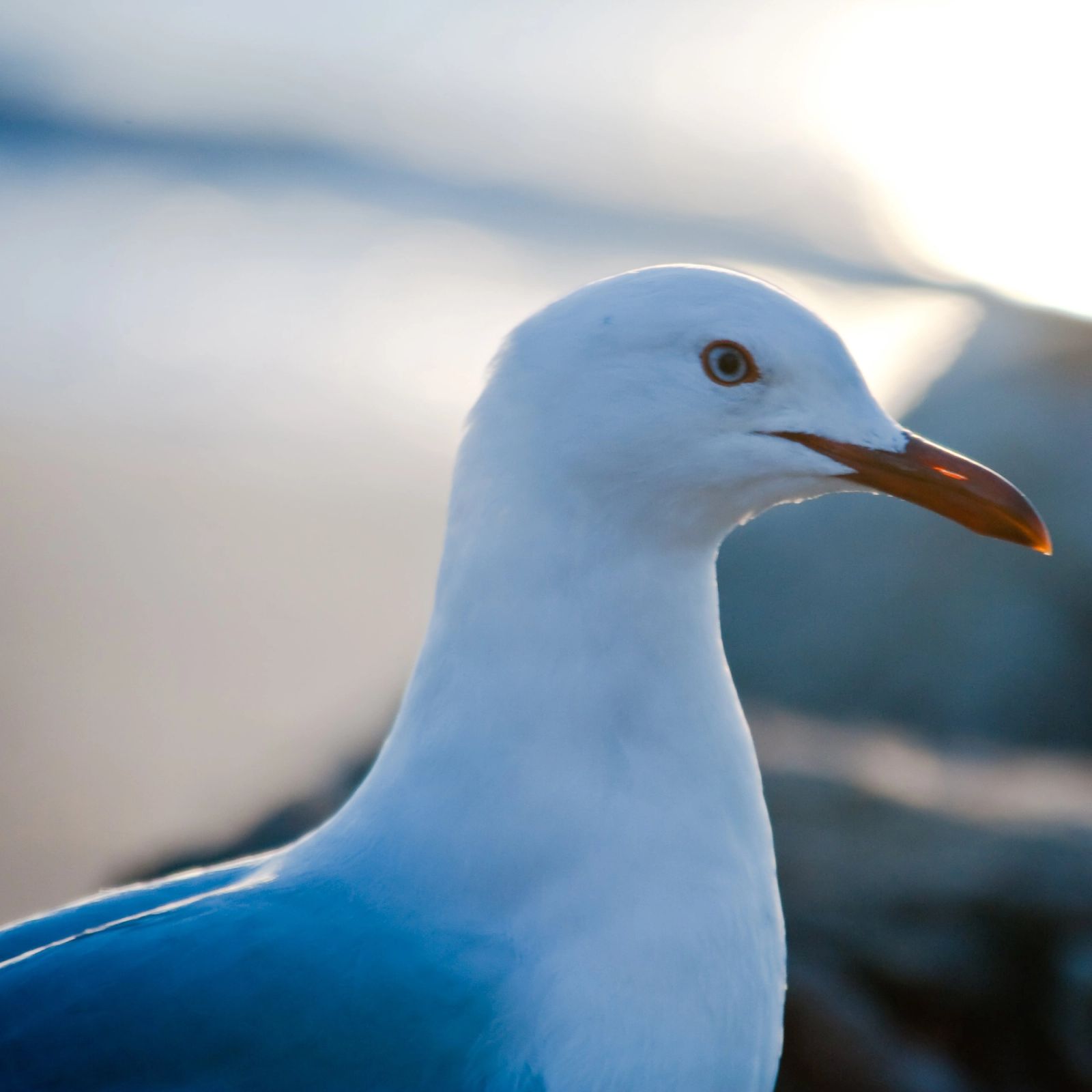 Silver Gull Portrait