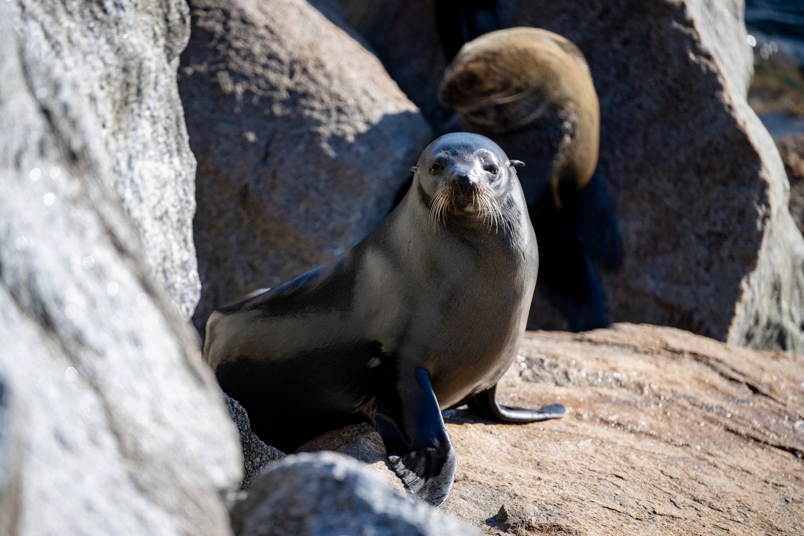 ANB Austrade 2025 073 Narooma Seals