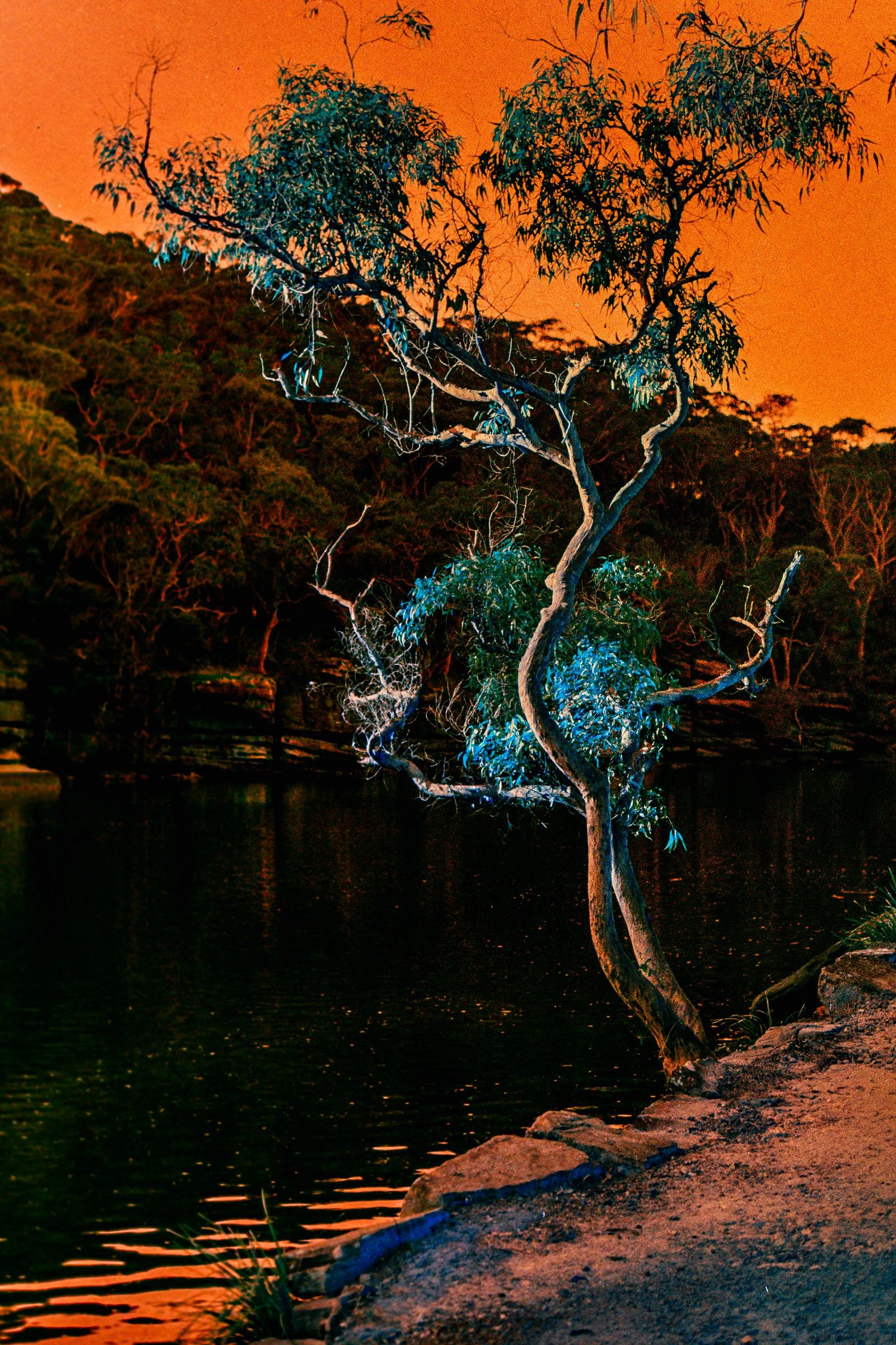 Film Gum Tree Reflection