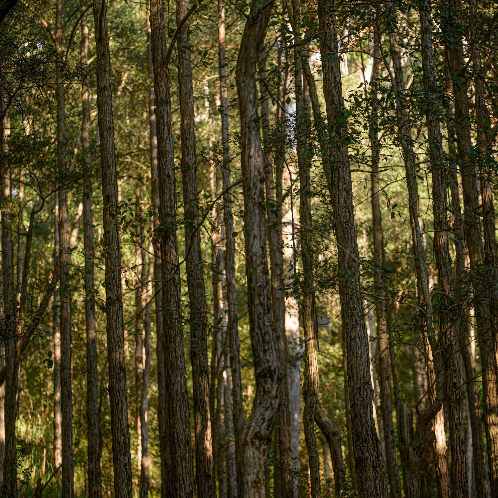 Misty Forest Sunrays 02