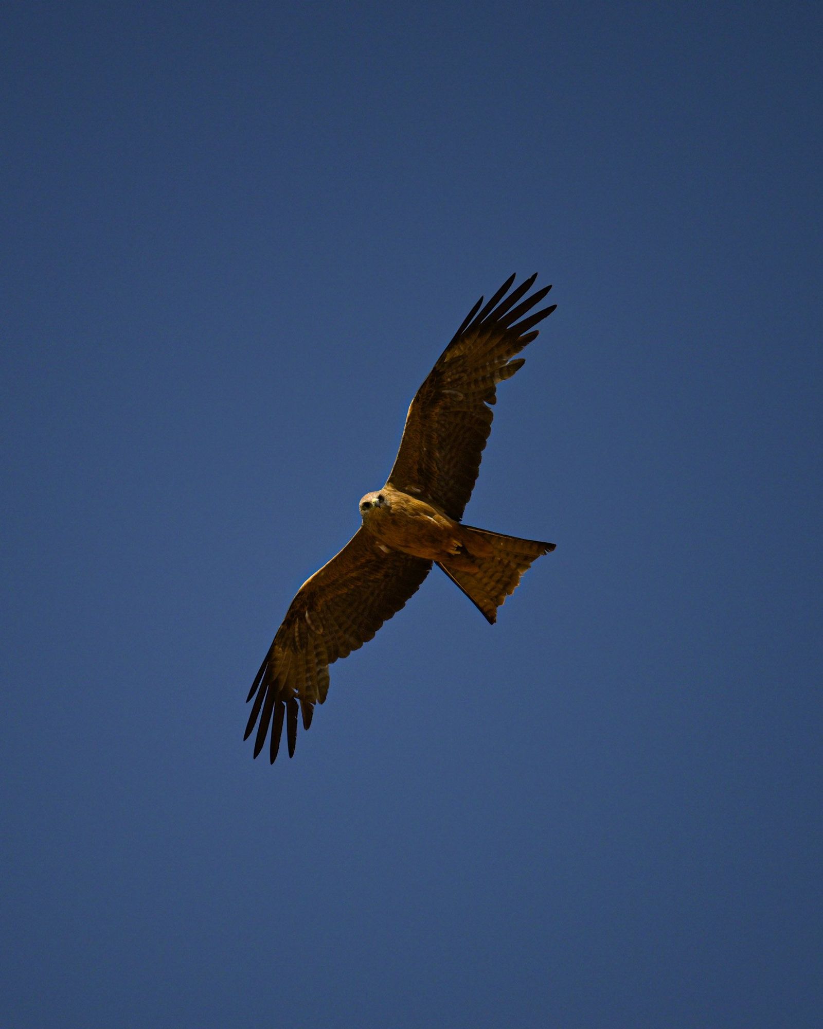 Black Kite in Flight Pilbara
