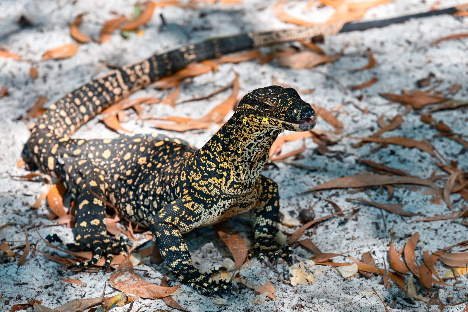 Lace Monitor Lizard 02