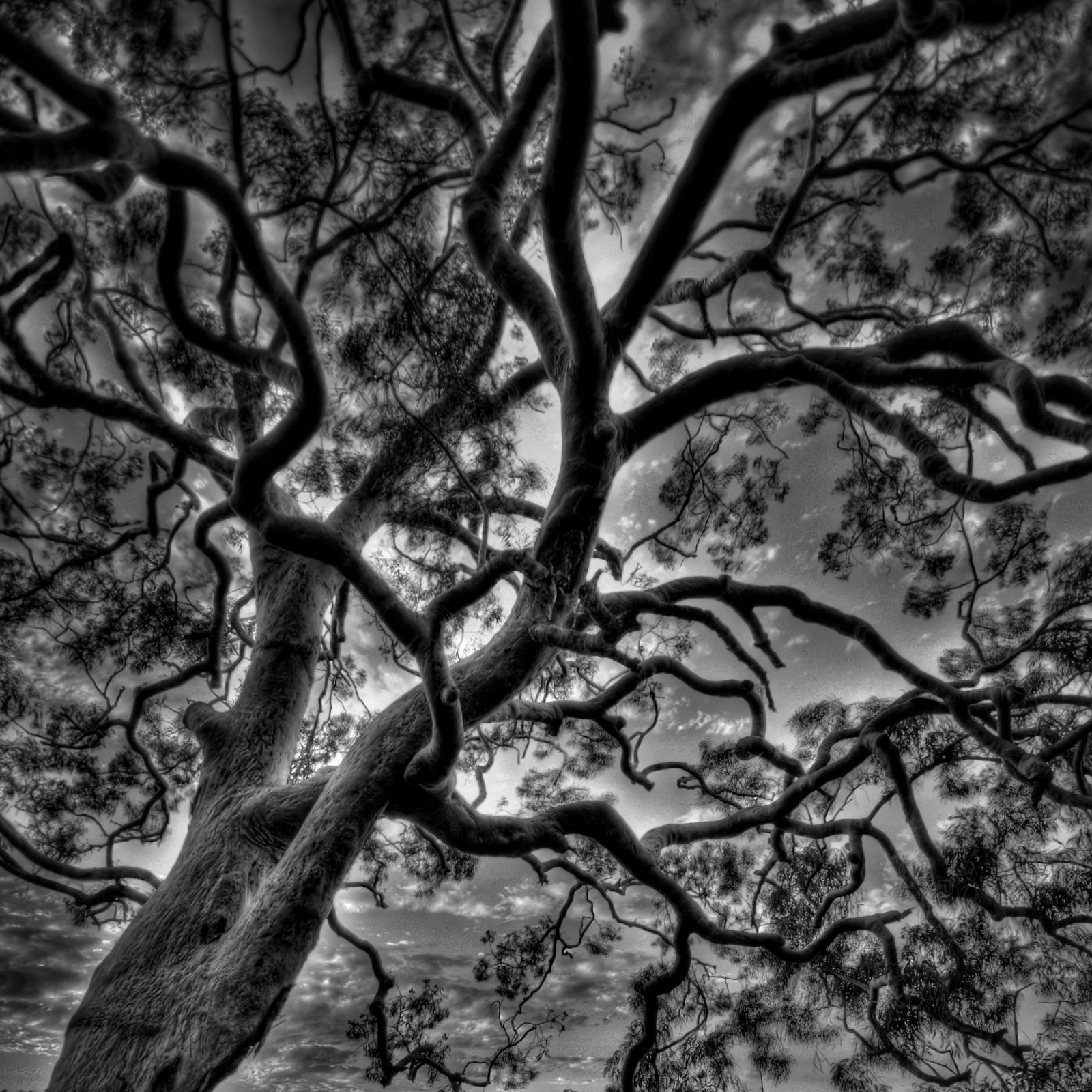 Bare Tree Branches B&W