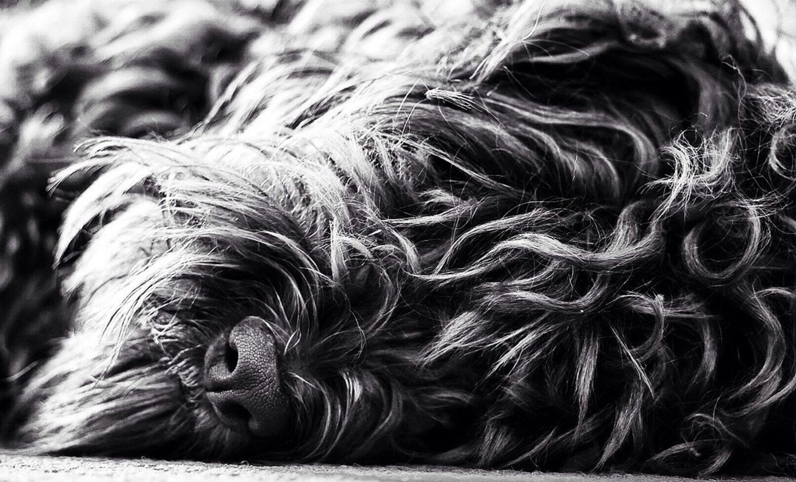 Bob the Dog Oyster Bay B&W