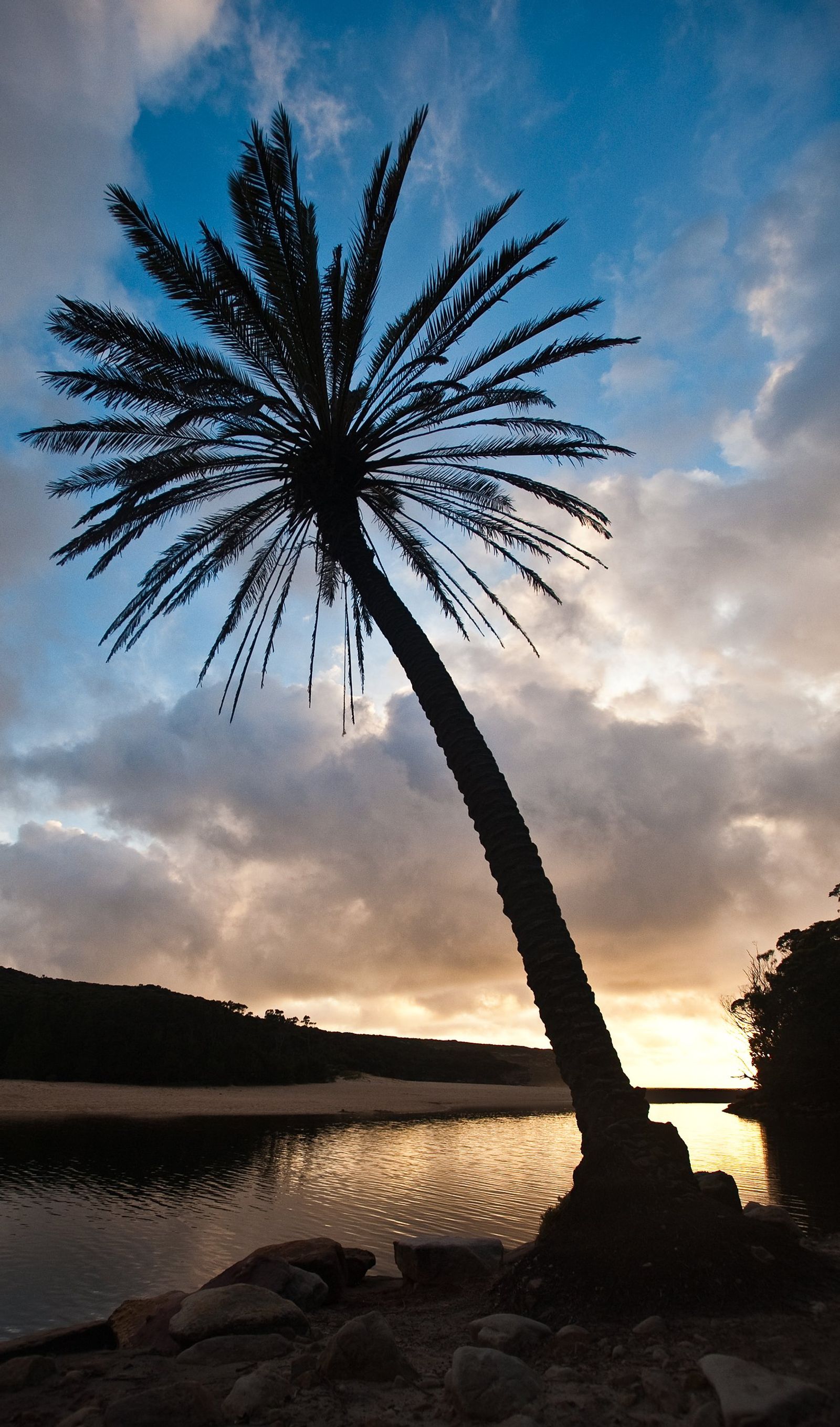 Wattamolla Palm Silhouette Sunset