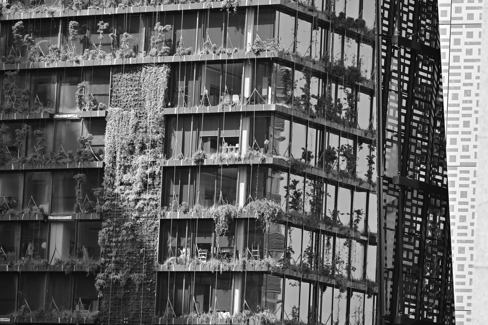 Sydney Central Park Green Wall B&W