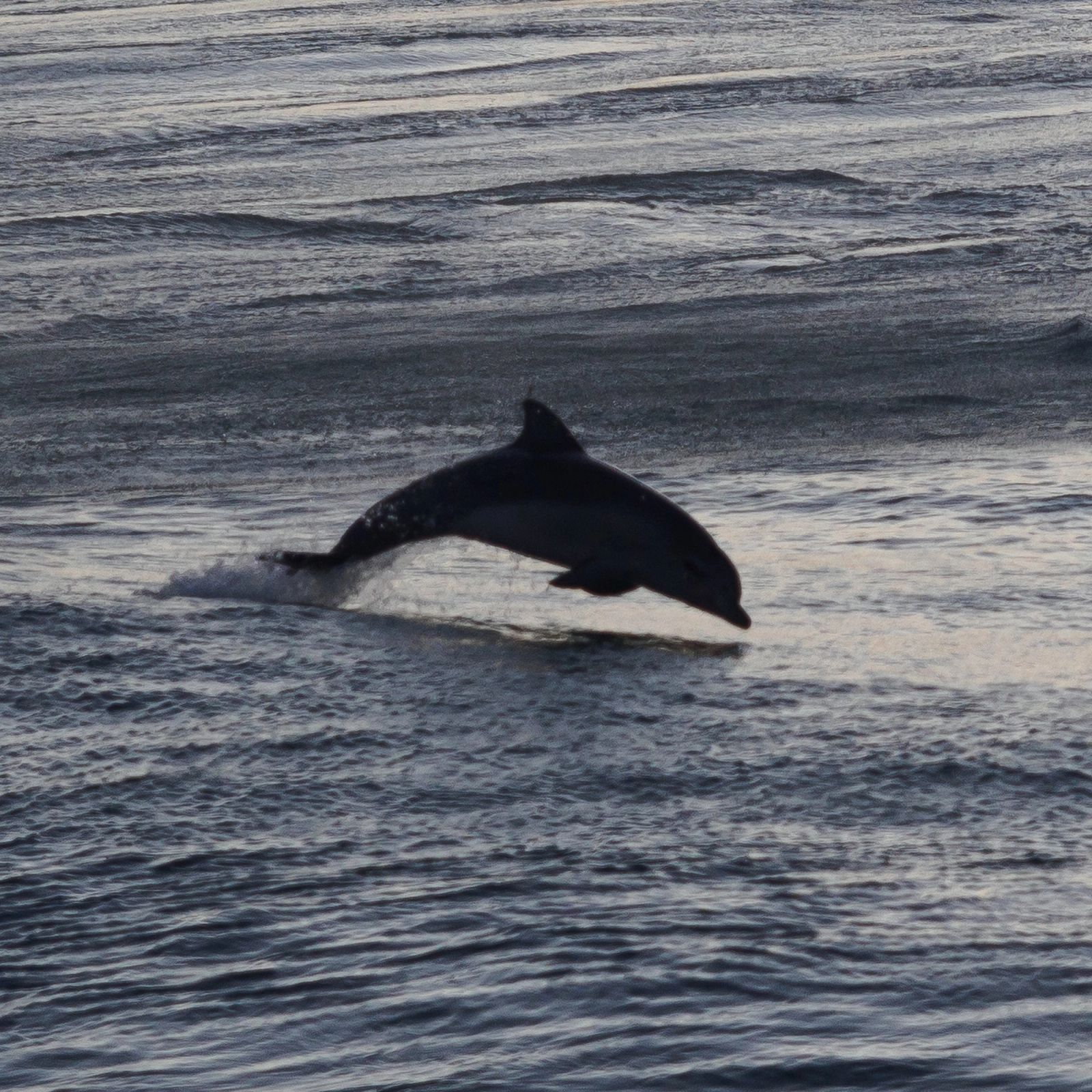 Dolphin Leaping Wave