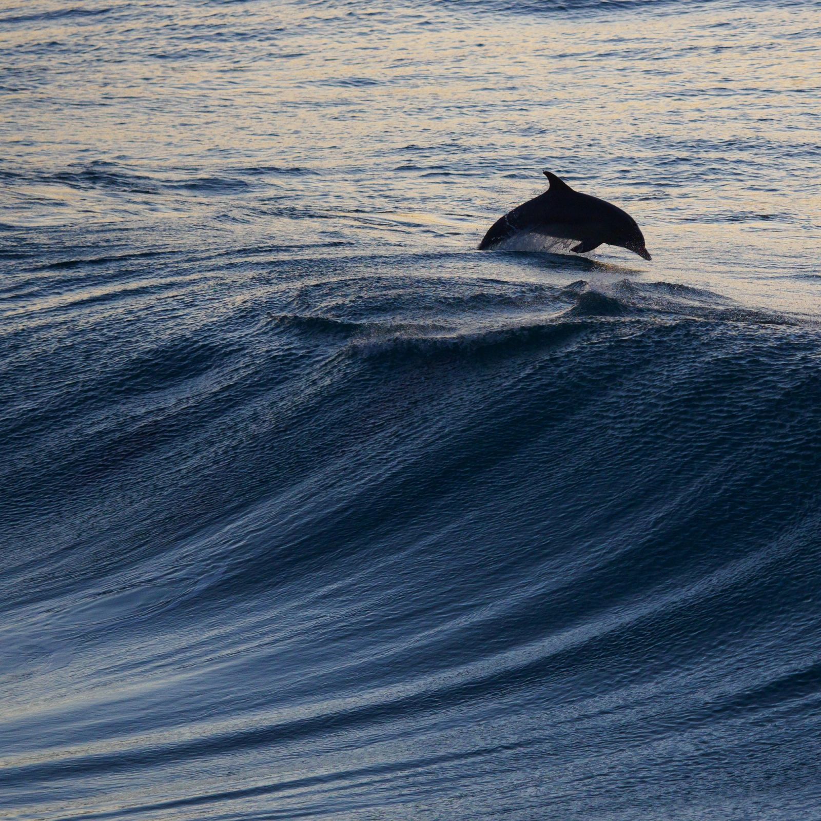 Dolphin Leaping over Wave