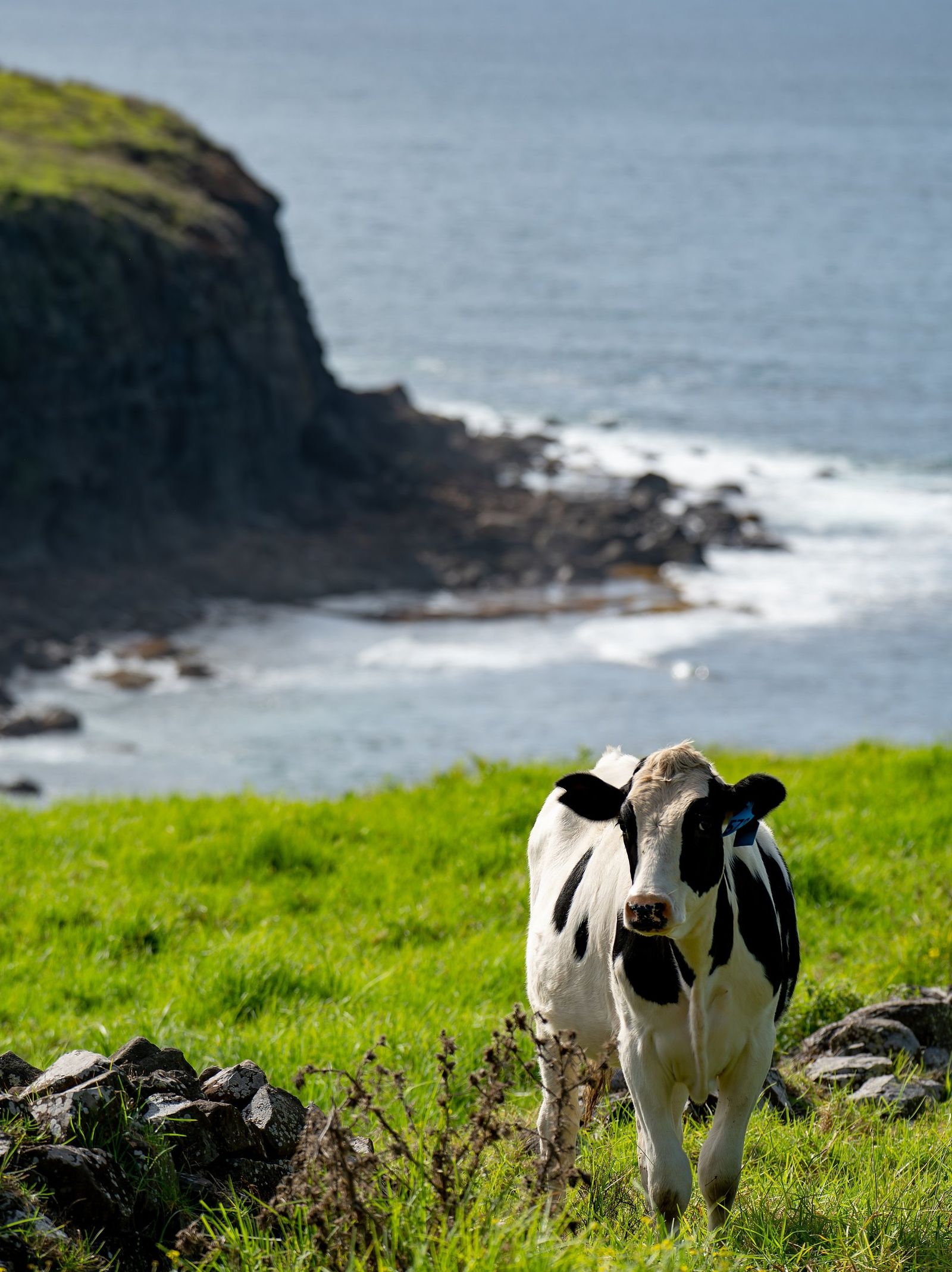 ANB Austrade 2025 057 Kiama Ocean Farm