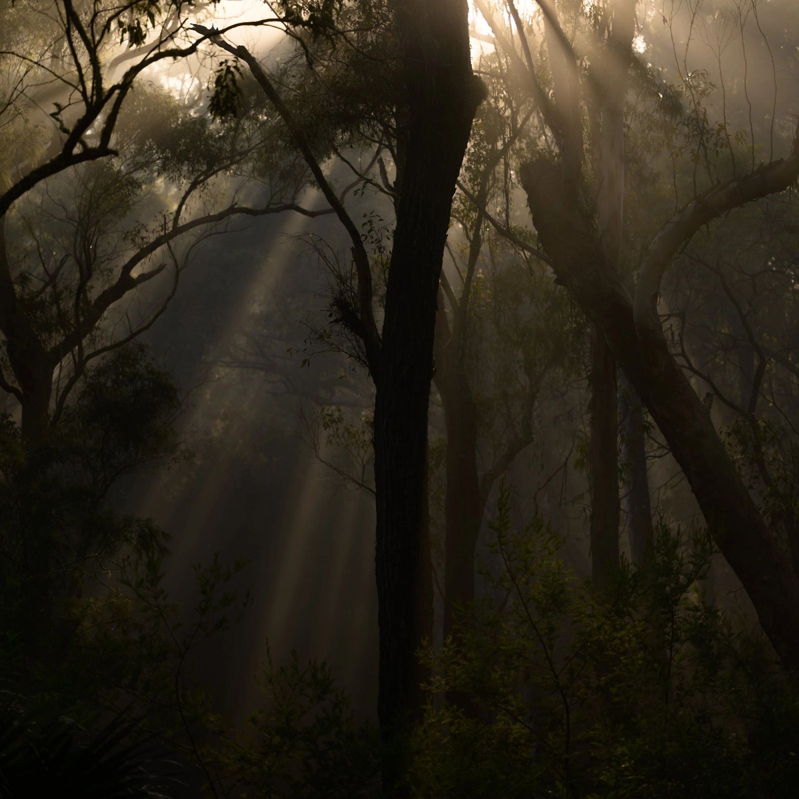 Forrest Light