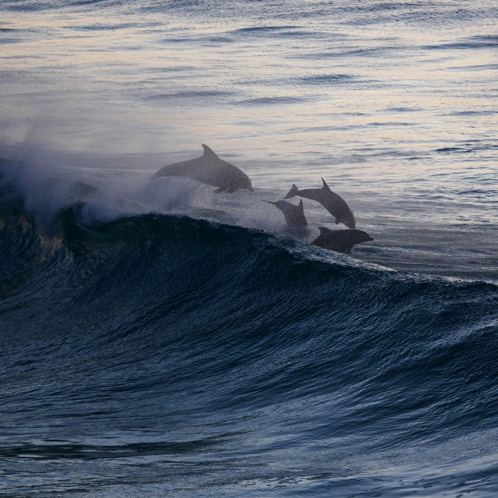 Dolphins in Wave 02