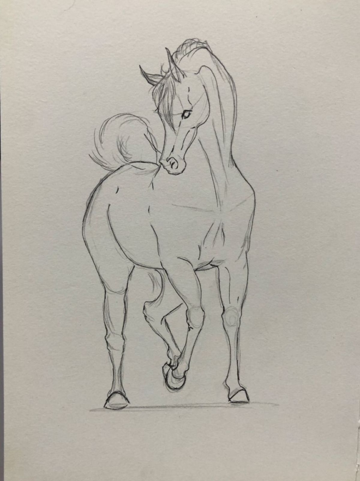 Horse sketch