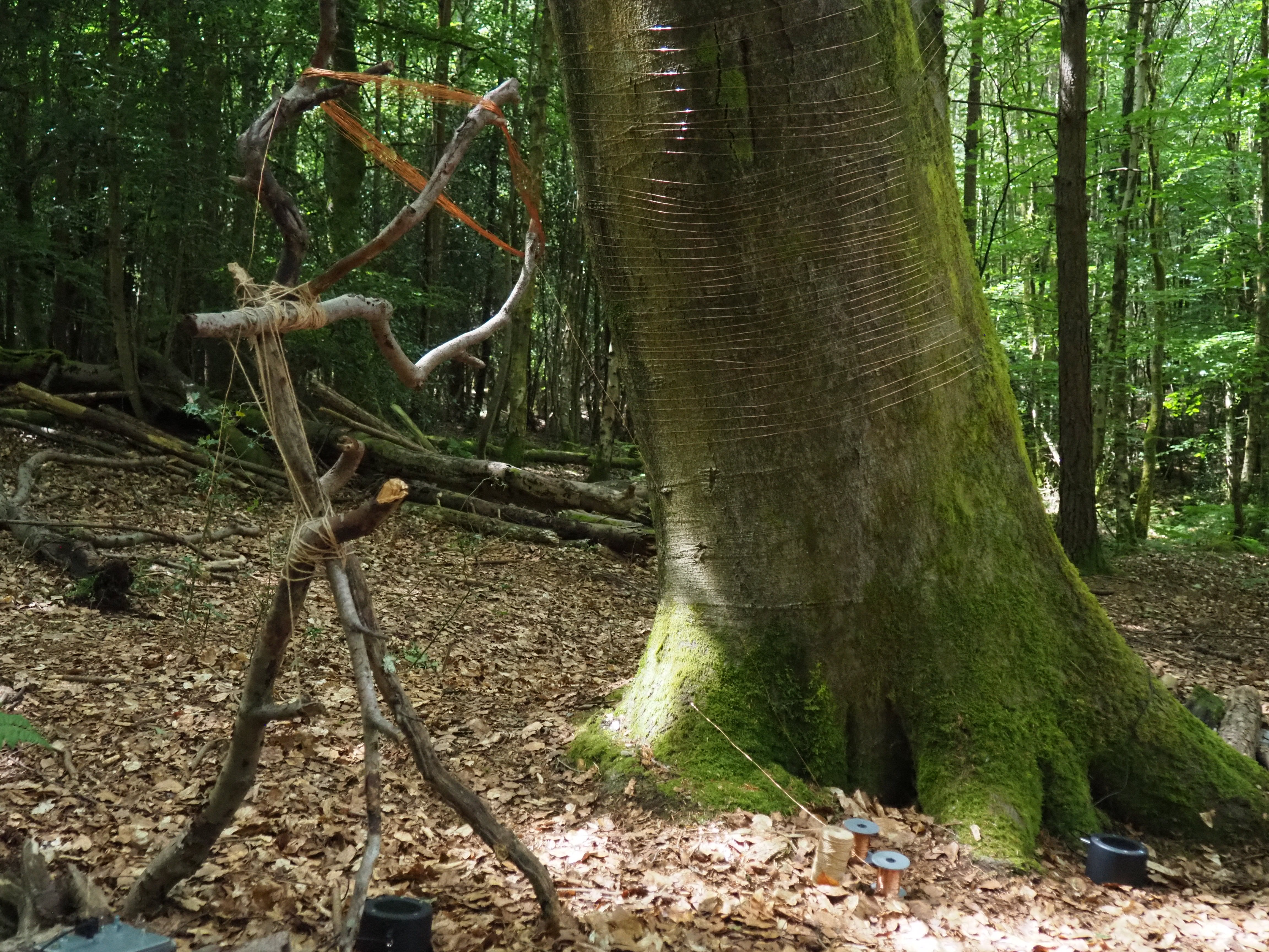 Tree Listens to Itself