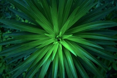 Id Ligula Euismod Ridiculus