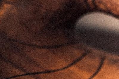 Sapien Sollicitudin testing