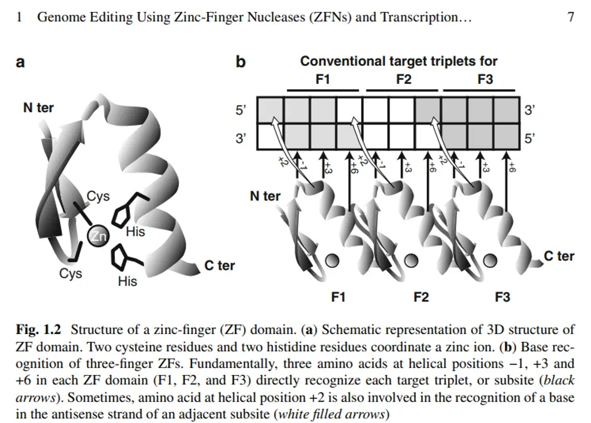 ZFN components