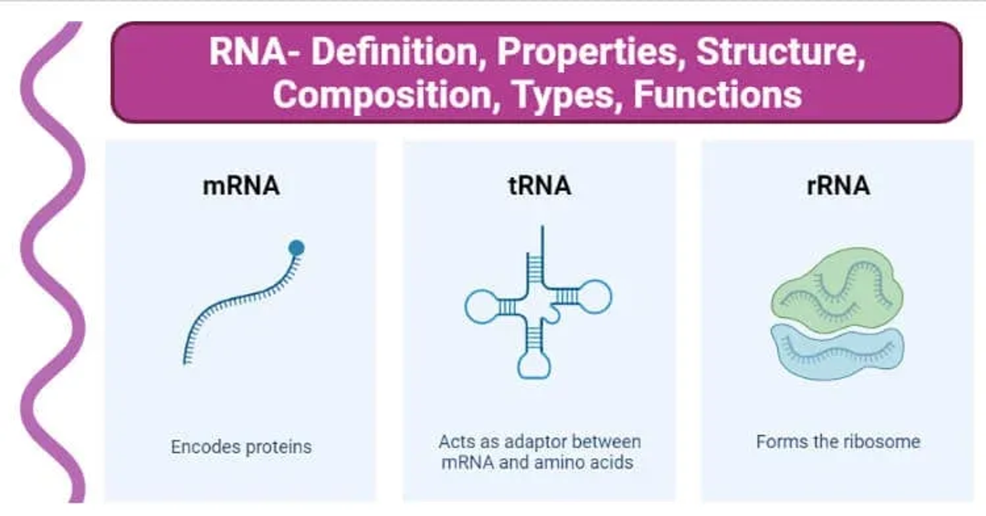 RNA types