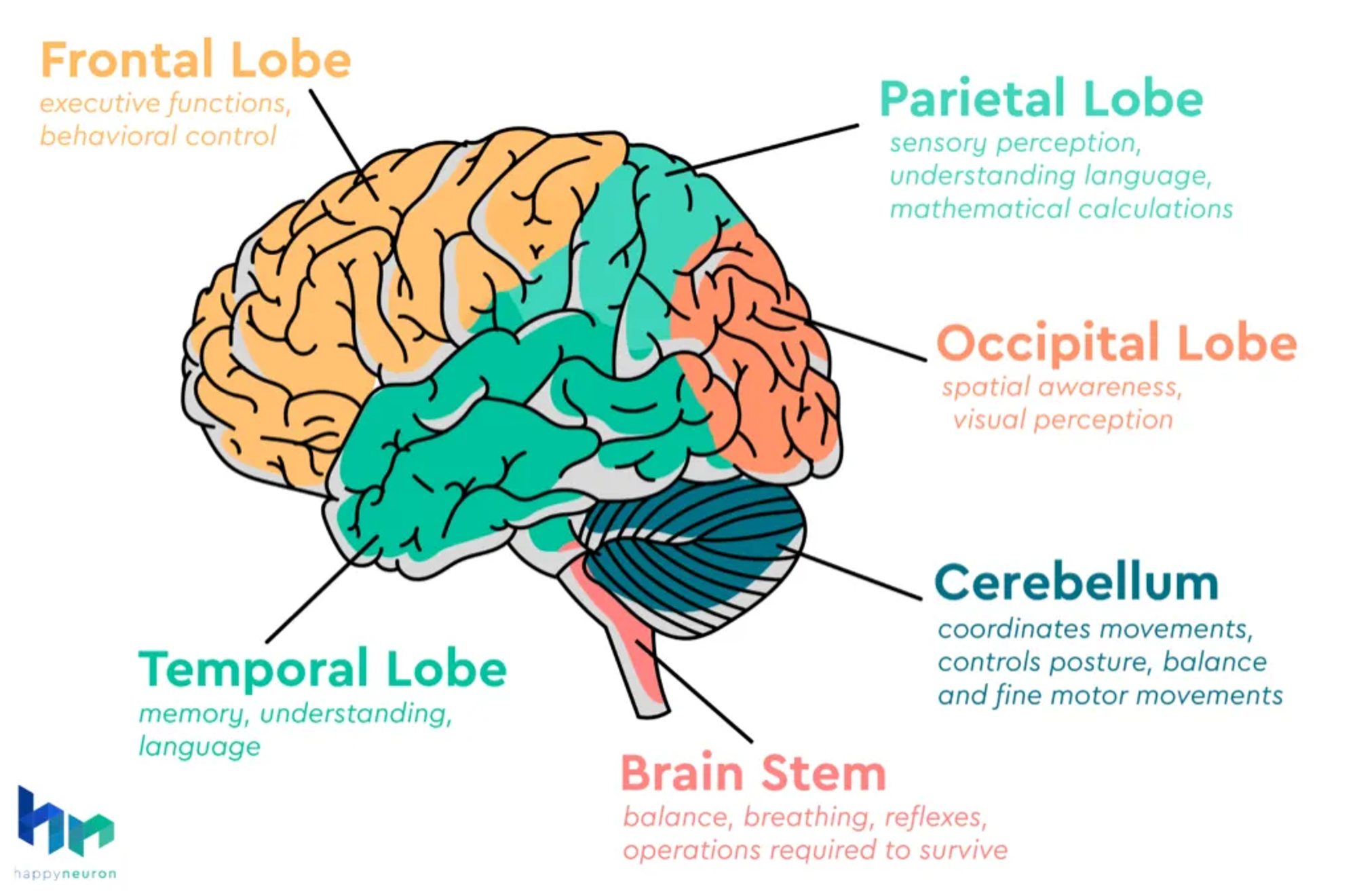 brain-mapping