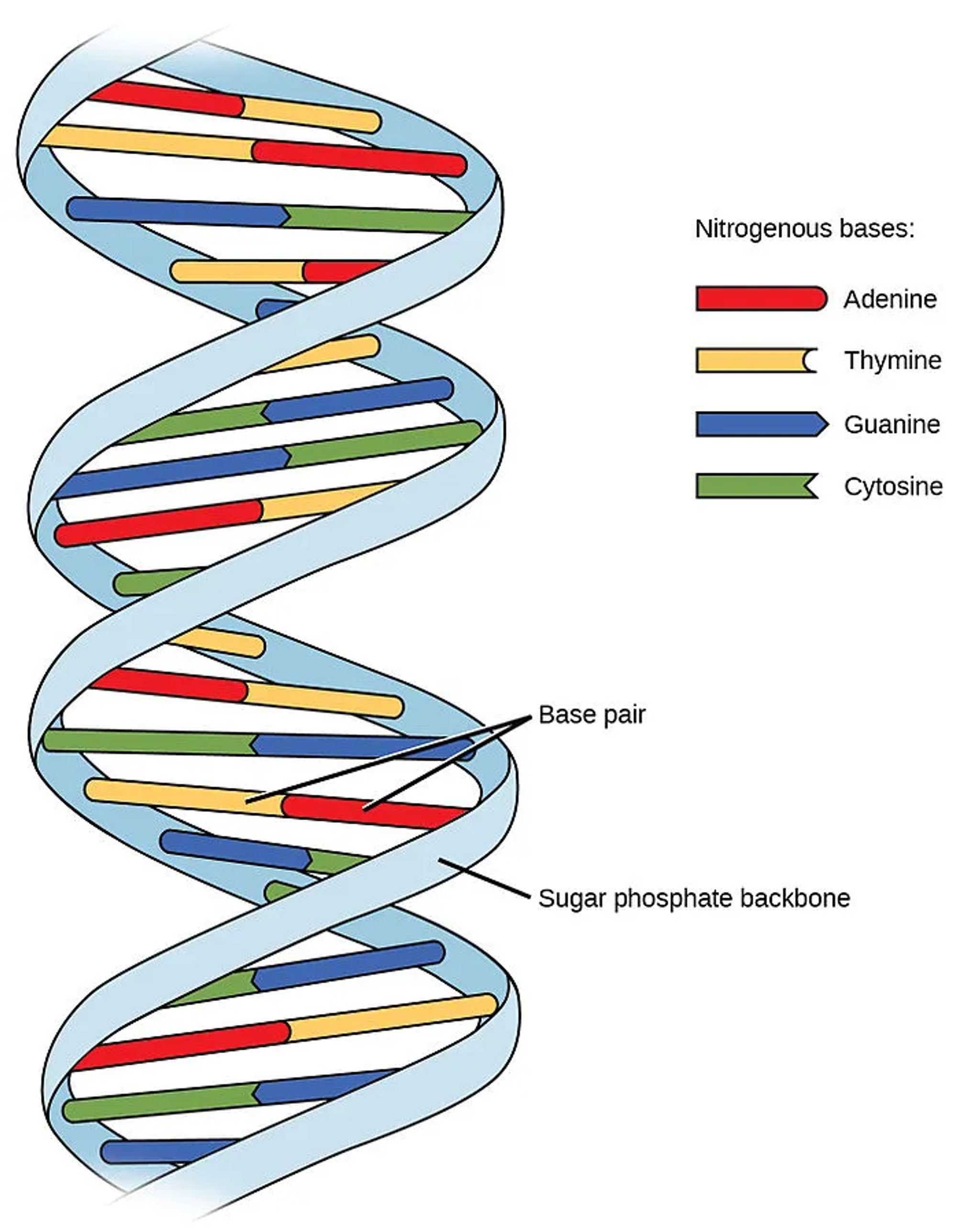 DNA-RNA