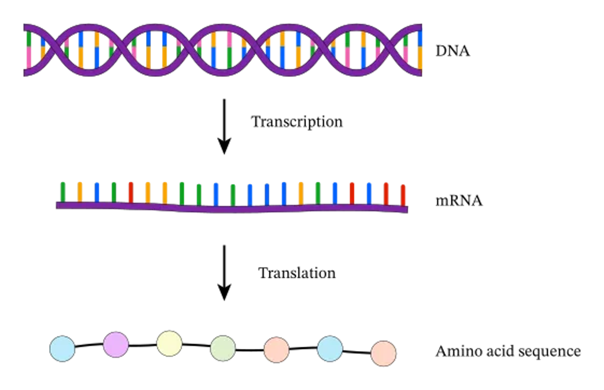 RNA process