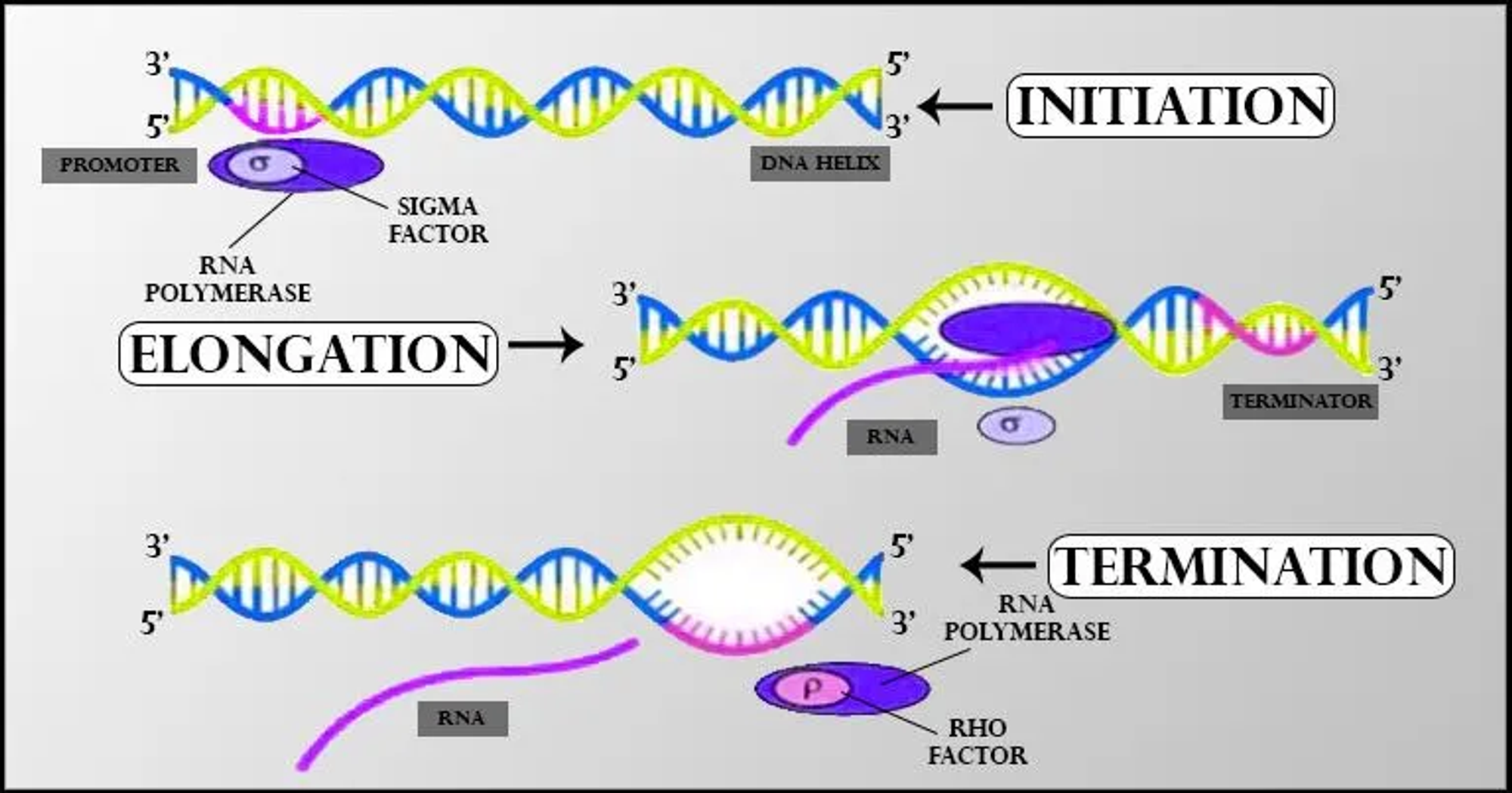 RNA transcription