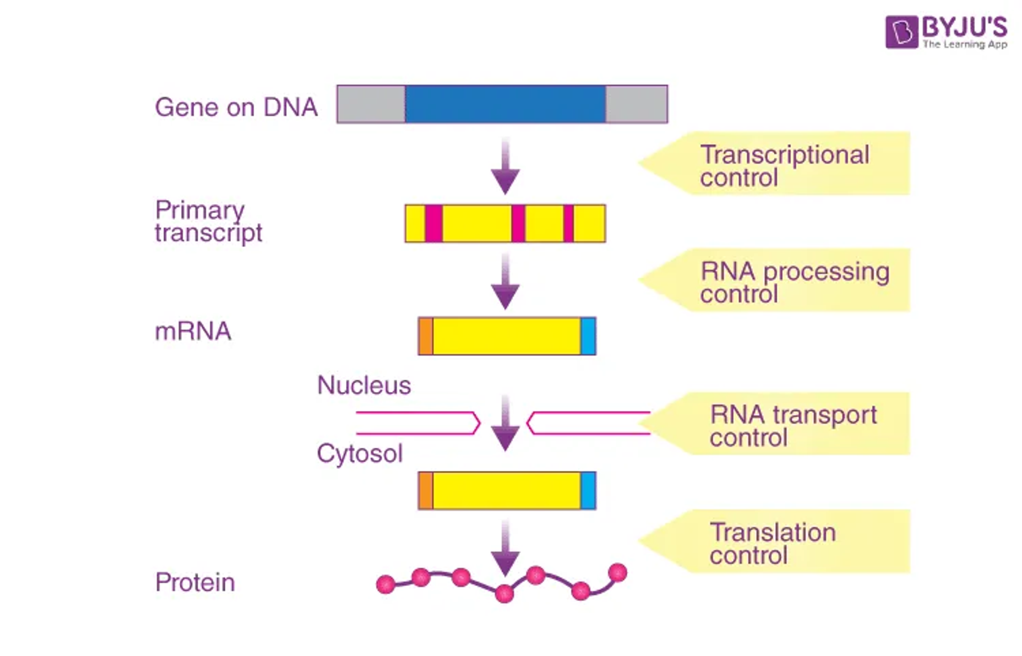 RNA translation