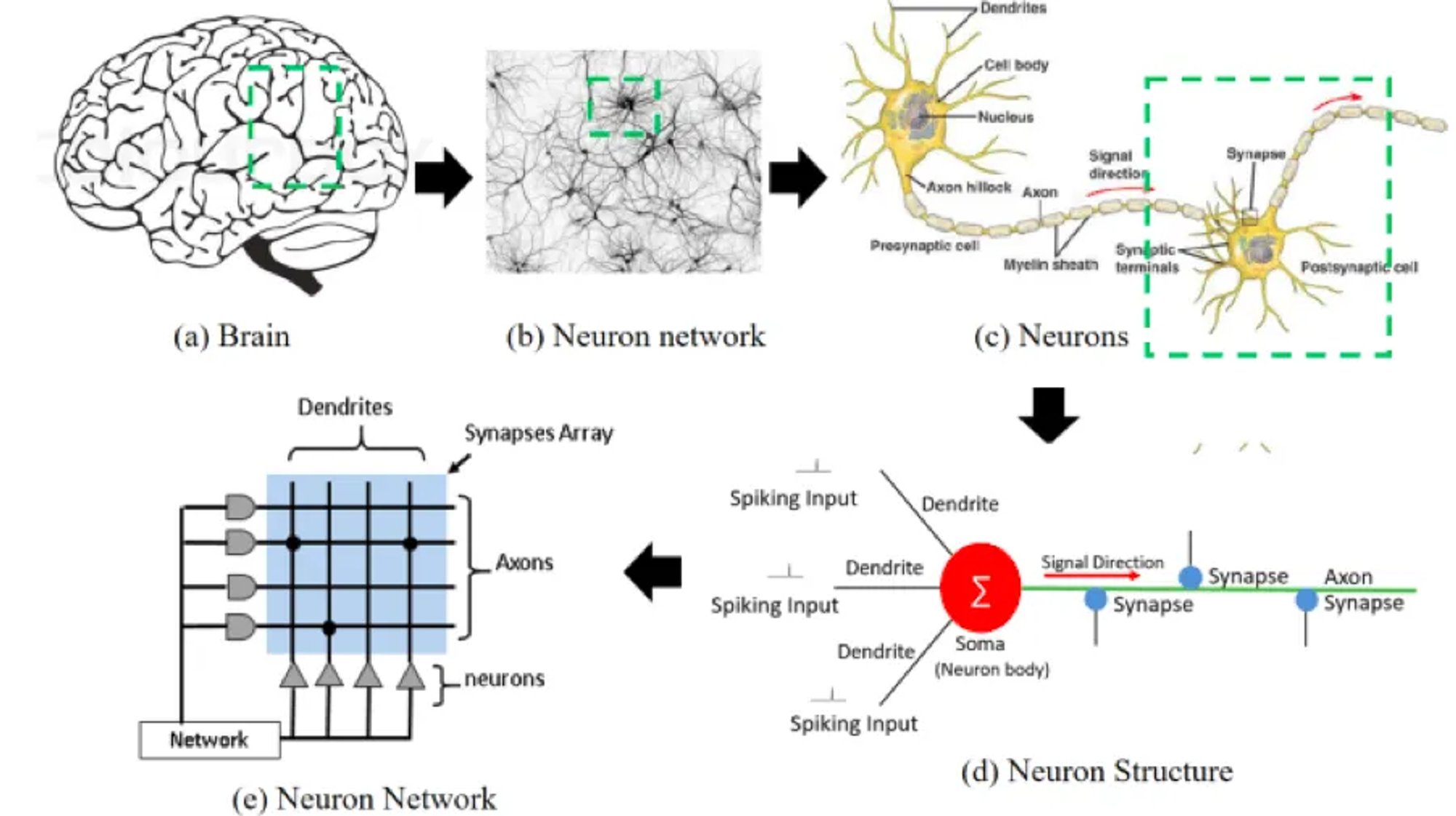 neuroimaging-diag